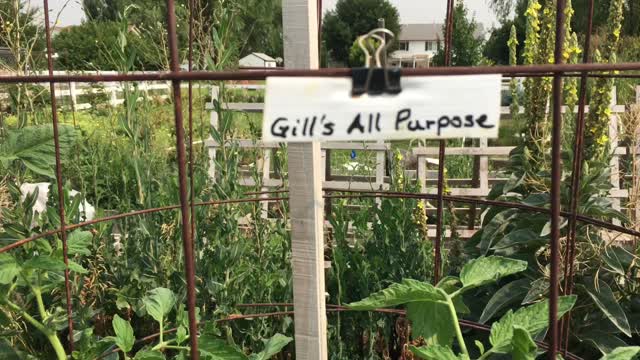 Idaho Garden Girl - 20 July 2021 - Riased bed tomatos, tomato cages, & best pen for plant tags