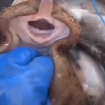 Laugh out loud LOL. cute animal