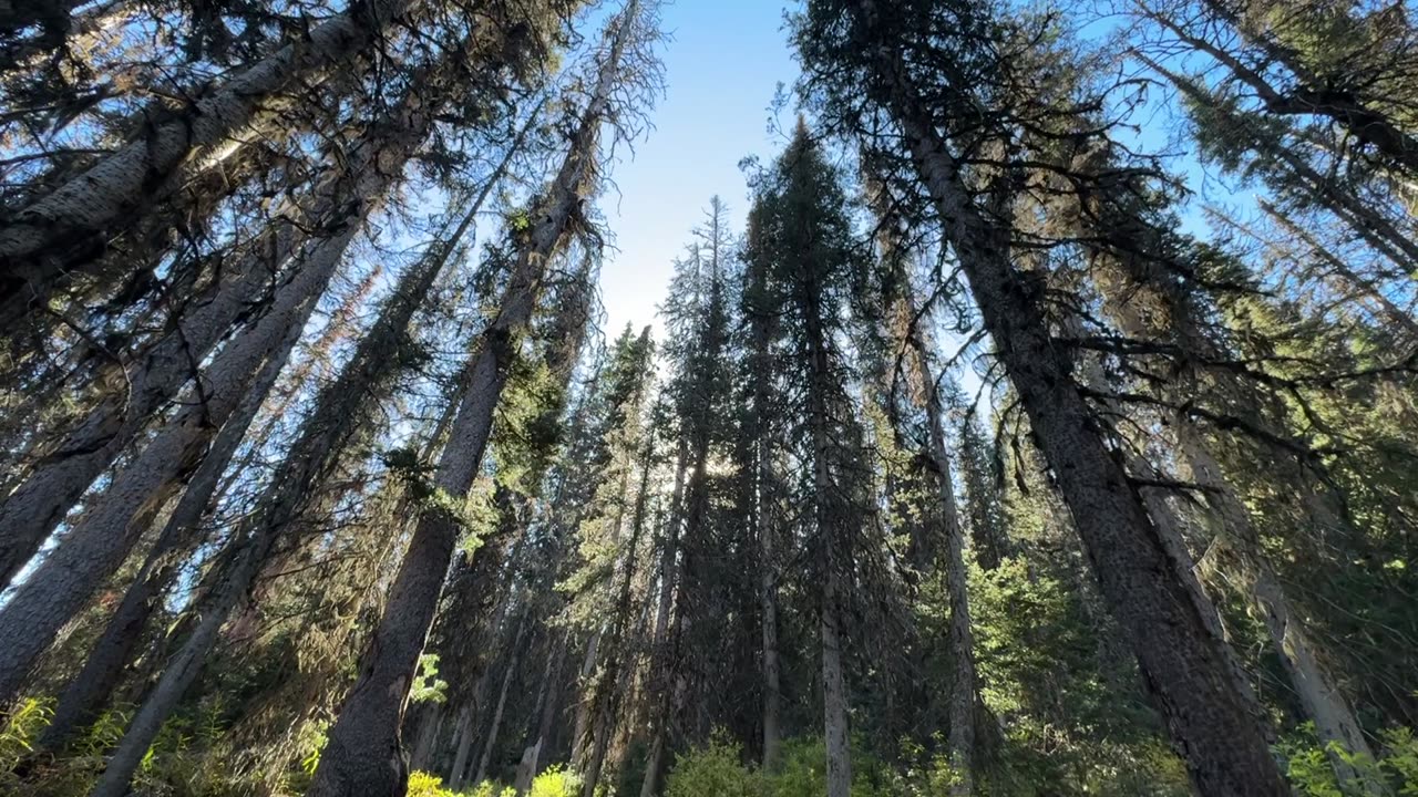 Caminamos por las montanas de Canadá