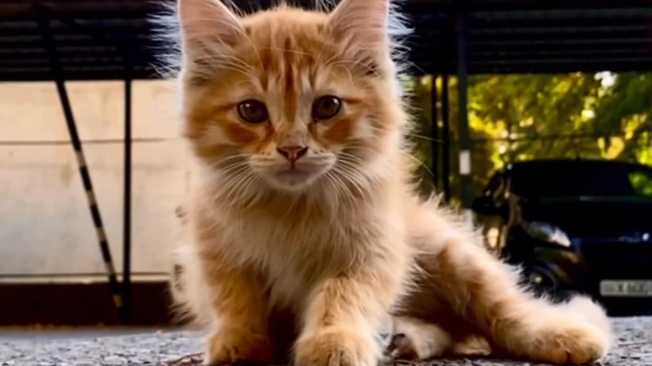 Pet related funny video