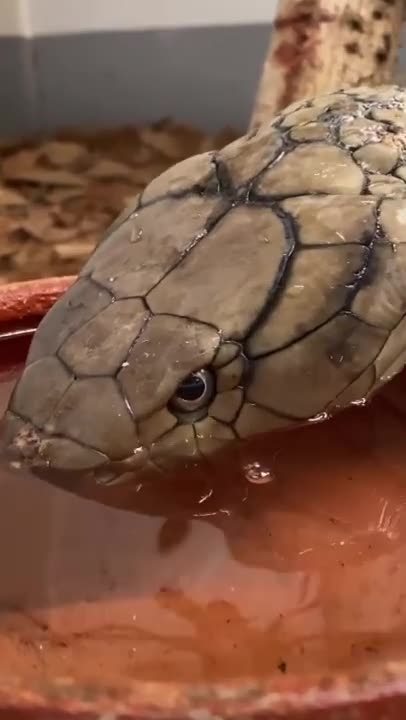 King snake. Ophiophagus Hannah drinking water.