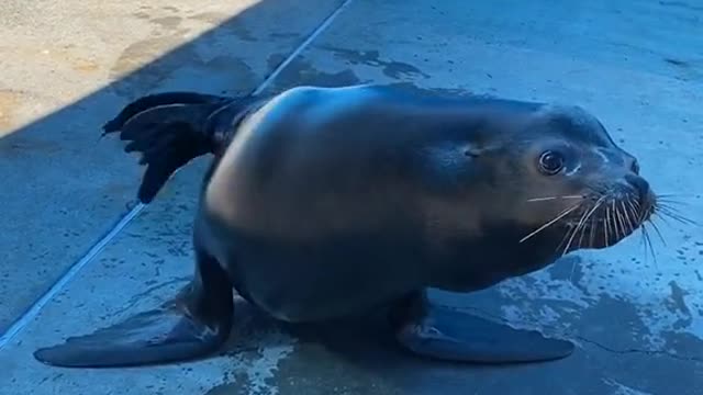 funny#wiggle#animals
