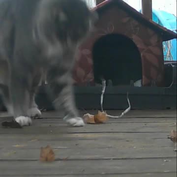 EA S58 - Playful Kitty