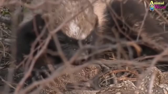 Badminton Badger 2 The King of Sneaking speed of hunting terrifyingly - Beast Giang Ho Nhat Cave