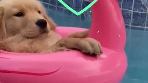 Funny animals 2023😆 - Funniest Cats and Dogs Video🐕🐈192 _shorts ##