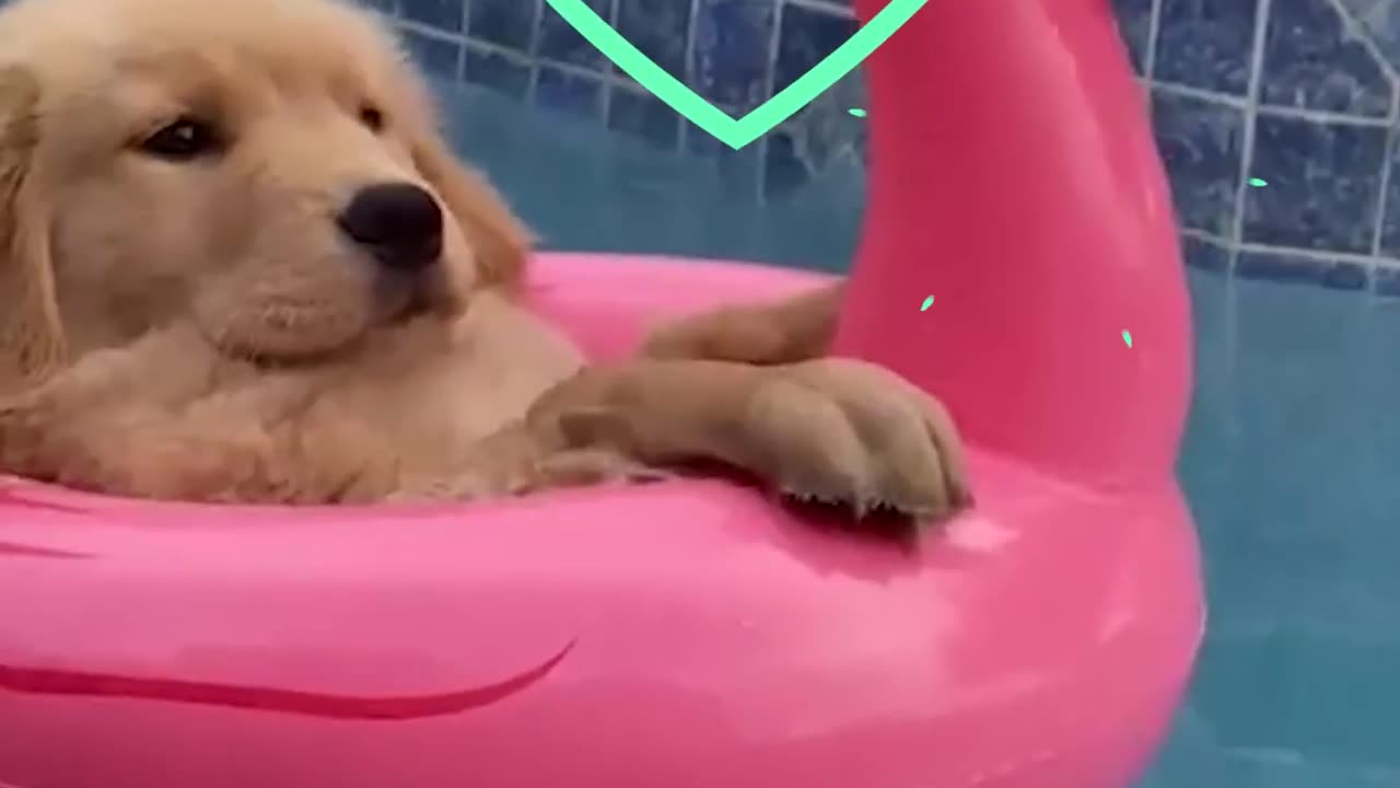 Funny animals 2023π - Funniest Cats and Dogs Videoππ192 _shorts ##