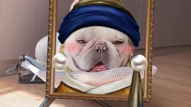 a cute pet dog