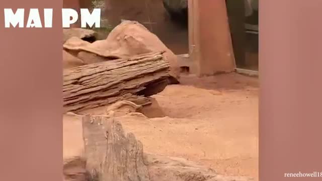 Cute dog try not to laugh