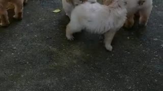 Goldendoodles @ 41 days 9.5.21