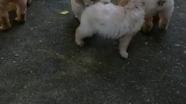 Goldendoodles @ 41 days 9.5.21