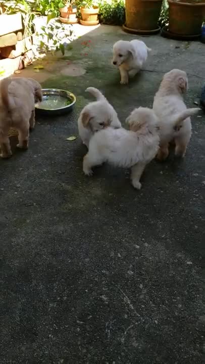 Goldendoodles @ 41 days 9.5.21