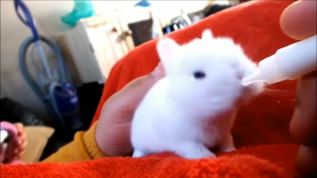 Rabbit baby cute little animal video