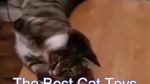 BEST FUNNY CAT VIDEOS