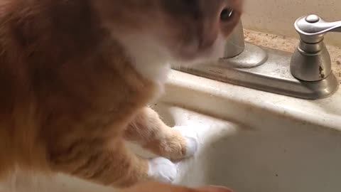 Cats figuring out the sink