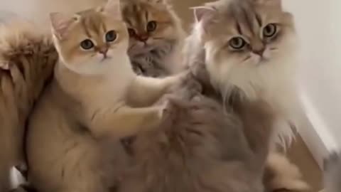 Funny & Cute Cats and Dogs (part 2). 🥰