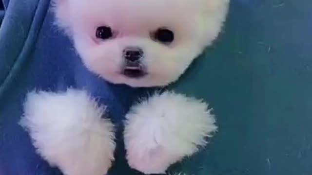 So Cute animals Videos #Dogs baby videos 2021/