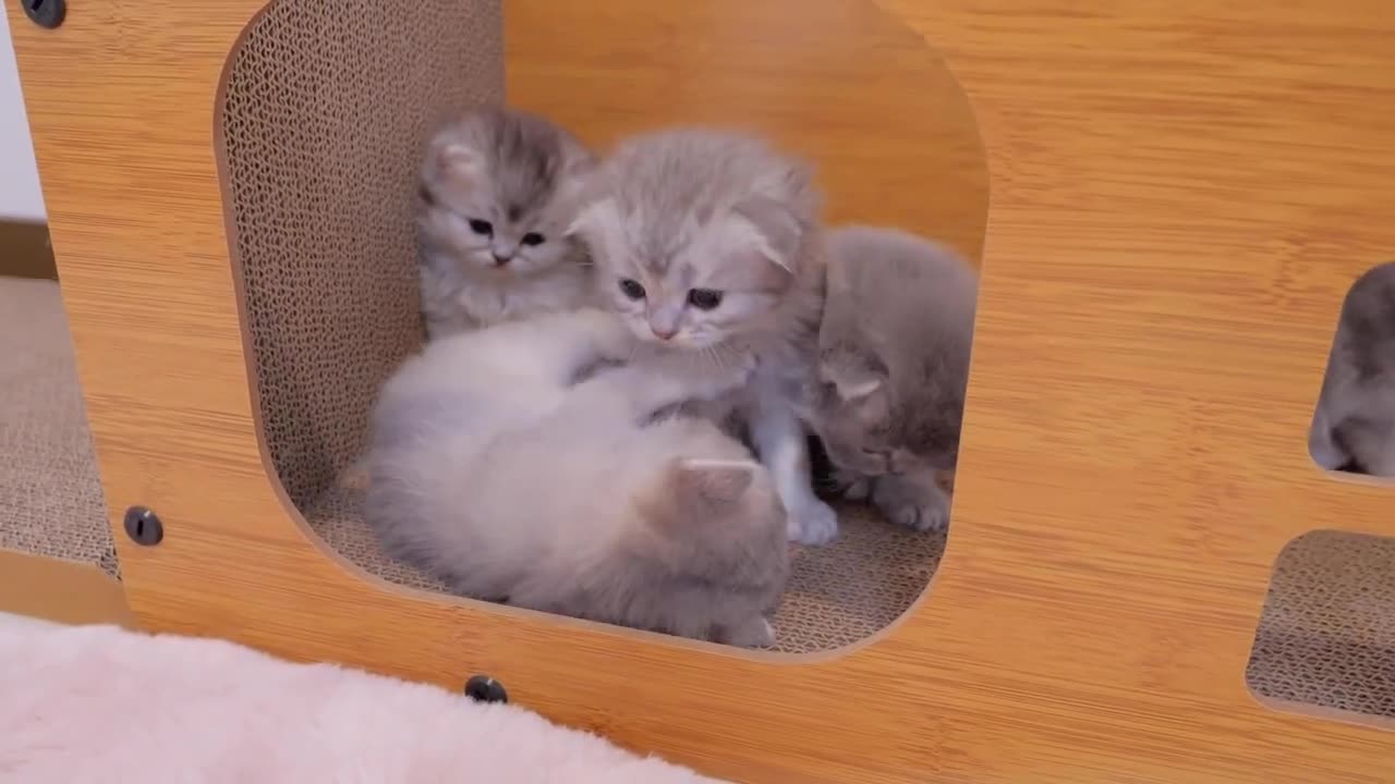 It's so cute how the kitten hides in its cage even when its mother tells it to exercise