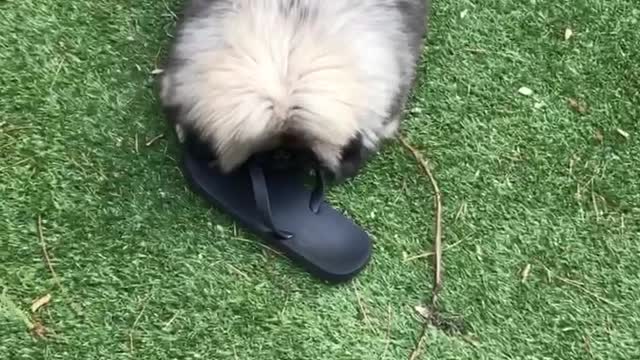 🔥Funniest Dogs will make you laugh all day long | Instagram Reels and Tiktok Videos | Desi animals 🔥