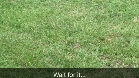Dog jumping for branch