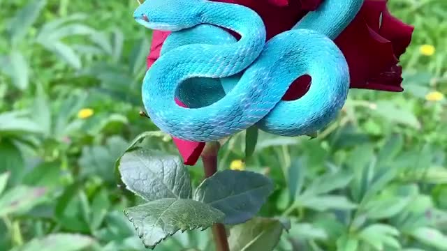 Komodo keffiyeh on a rose