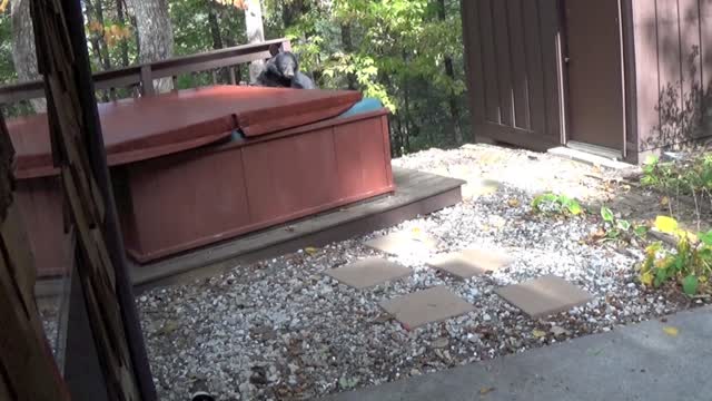 Bear in a Hot Tub