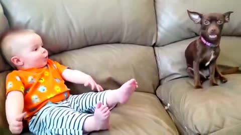 Copy cat dog