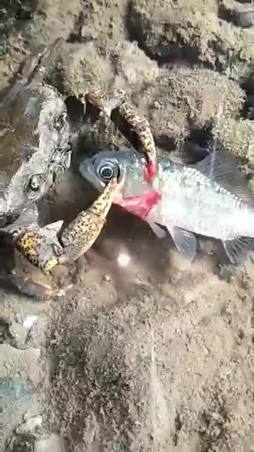This Is How Crab Murders Fish 🐟 #shorts