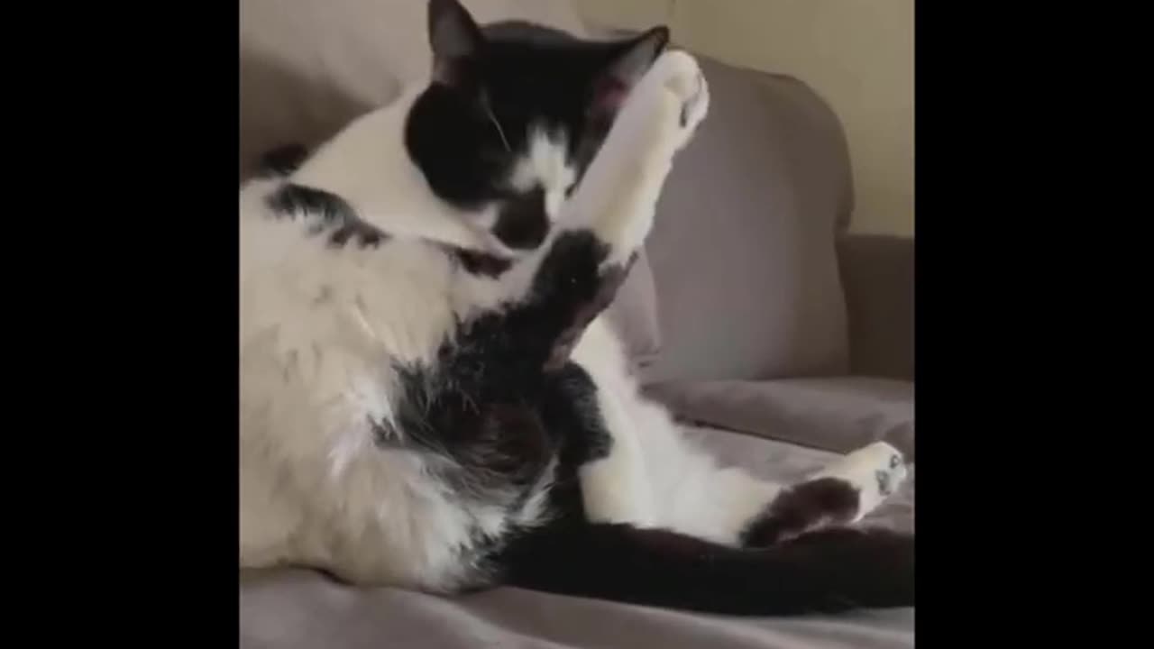 The Ultimate Funny Animal Video Collection for Pet Lovers