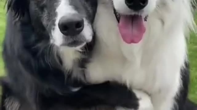 I love you #dog #animals funny dogs videos