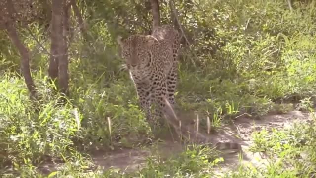 Leopard VS Lizard