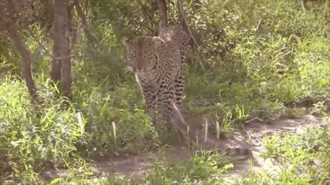 Leopard VS Lizard