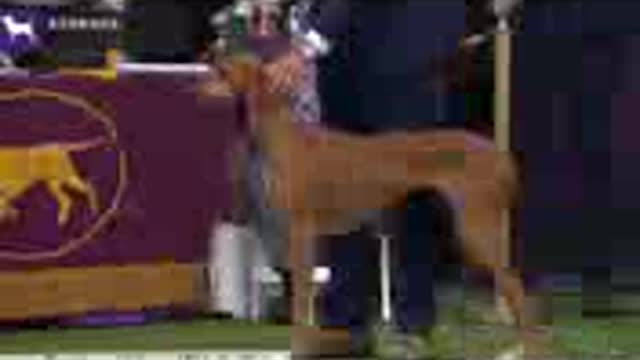 Most world expensive dog