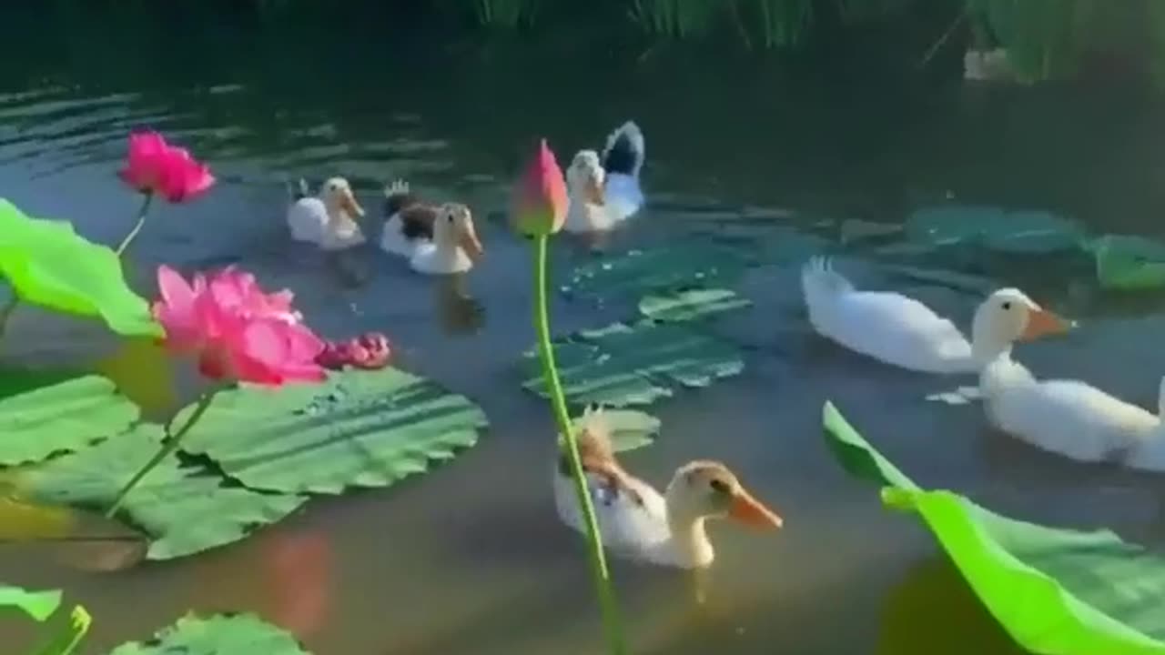 Pet Cats Beautiful Bird And Animal 4K HD Adorable Photography By Nature.