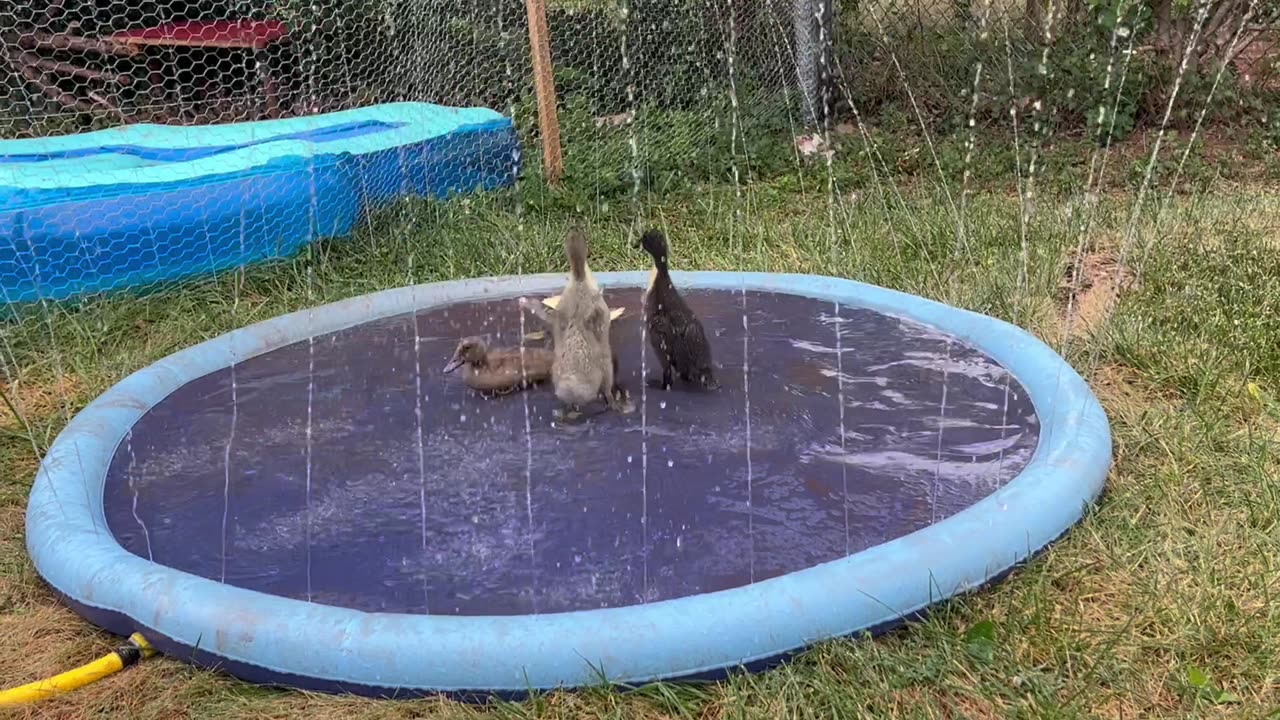 The Splash Pad Was a Good Purchase