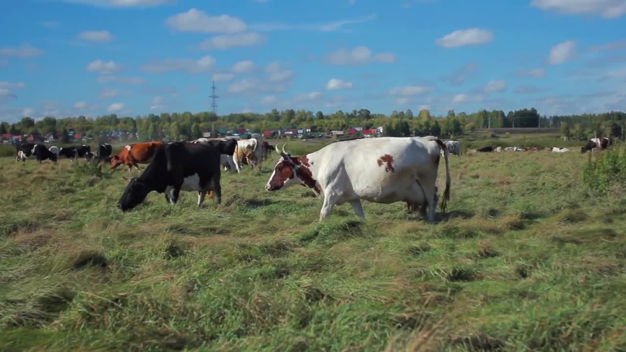 Cows grazing on pasture