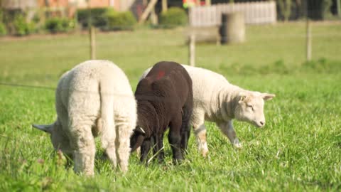 Young sheep do not eat with adults, they only drink milk