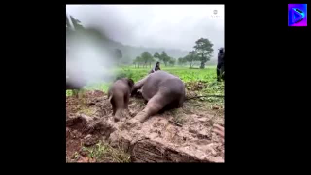 Elephant rescue in Thailand.