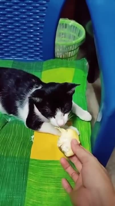 Baby Cats - Cute and Funny Baby Cat Videos Compilation