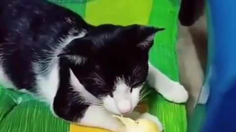 Baby Cats - Cute and Funny Baby Cat Videos Compilation