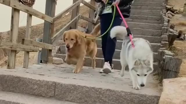 Very beautiful dog funny video