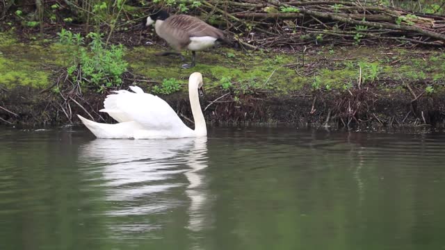 How duck is swimming 🦆😍