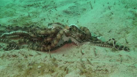 Two Tangoing Octopuses