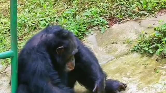 how is the chimpanzee washing clothes