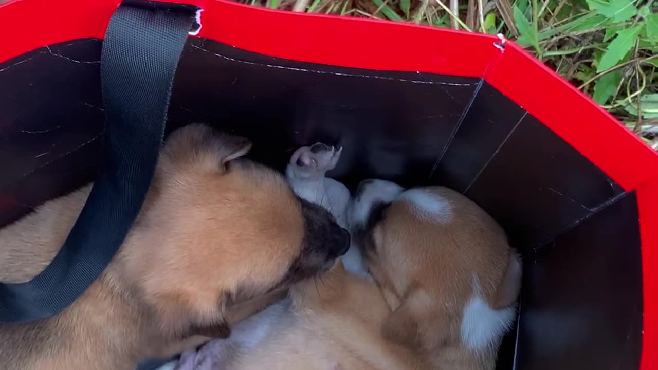 Abandoned Puppies Found and Adopted