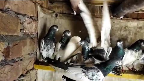 Beautiful pigeon breeder pair best flying