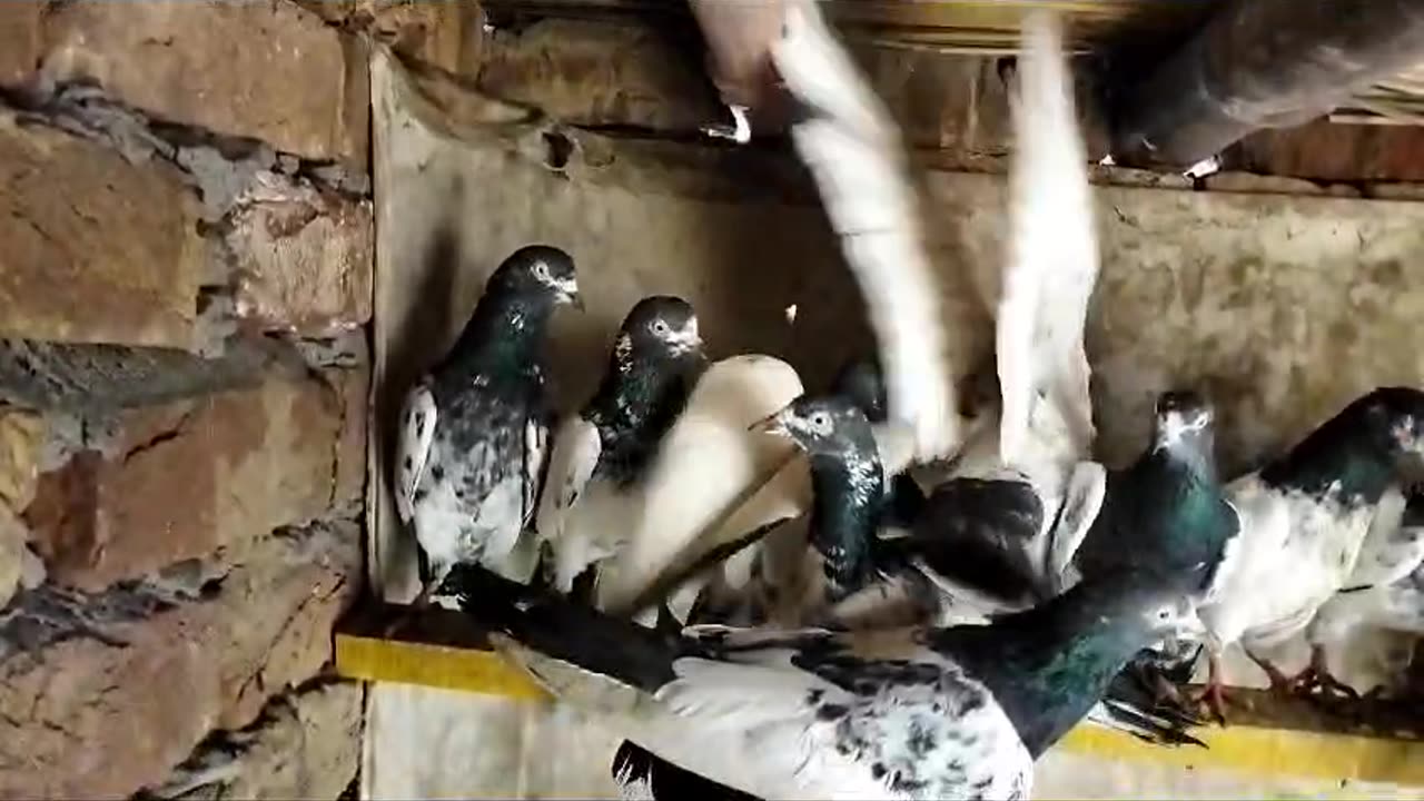 Beautiful pigeon breeder pair best flying