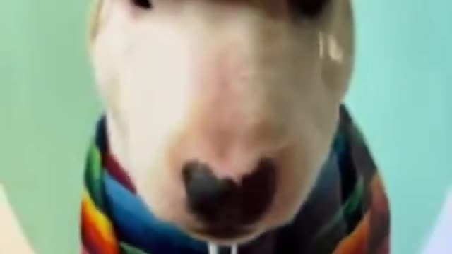 cute dog