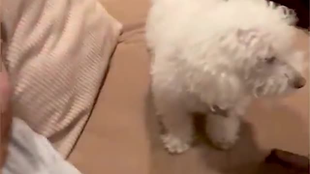 funny cat video,funny cats,cat,funny cat,funny cat memes