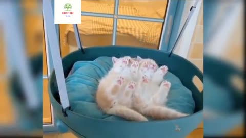 Baby cats- cute and funny cat videos comiplation