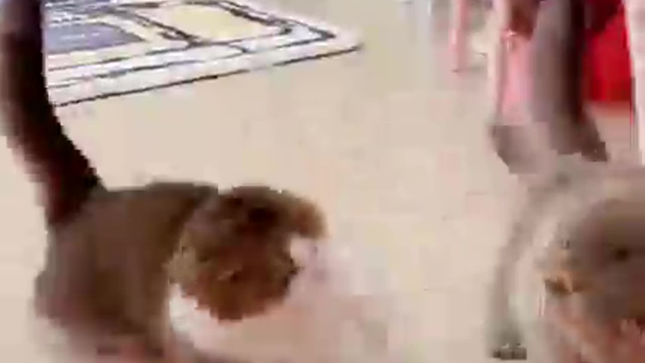 Fight